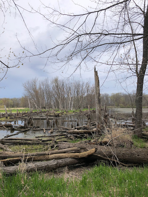 Stacked, weathered logs add to the peaceful scene at Pecatonica Wetlands. We spotted an otter dodging in and out of the logs.