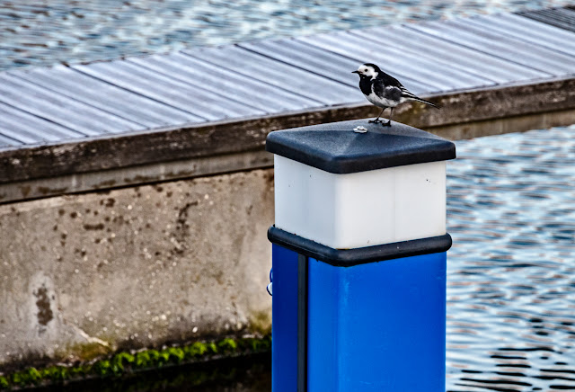 Photo of a pied wagtail on an electricity bollard near Ravensdale