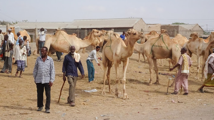 Somaliland farmers look for new camels