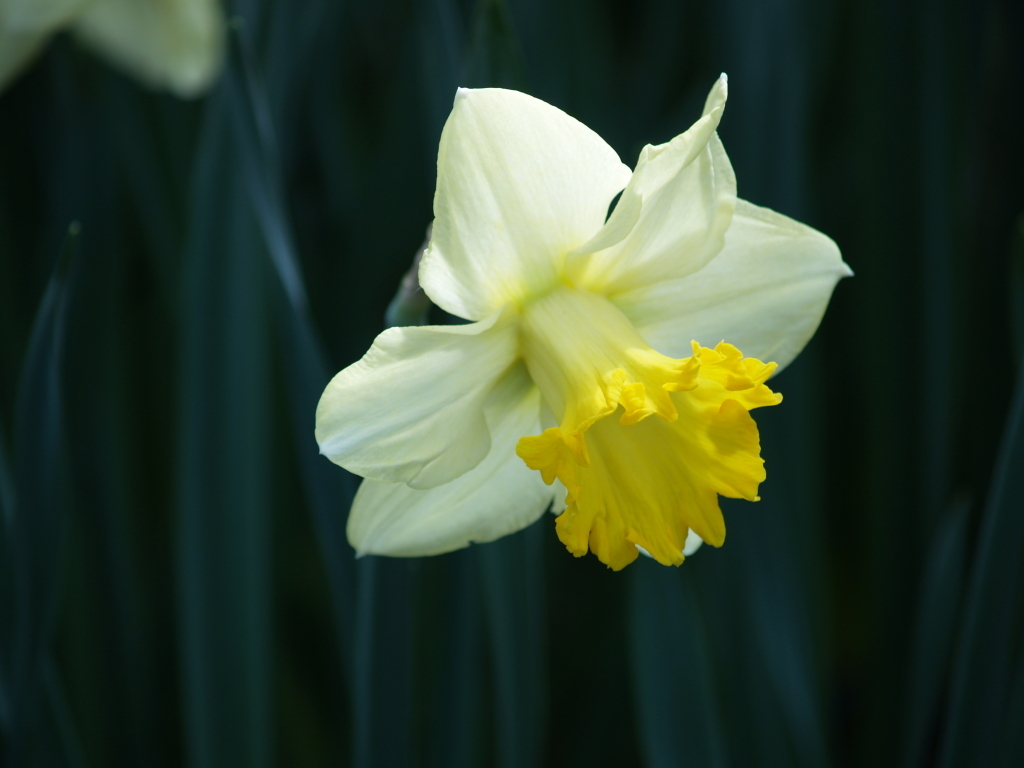  narcissus flower yellow narcissus flower yellow narcissus flowers