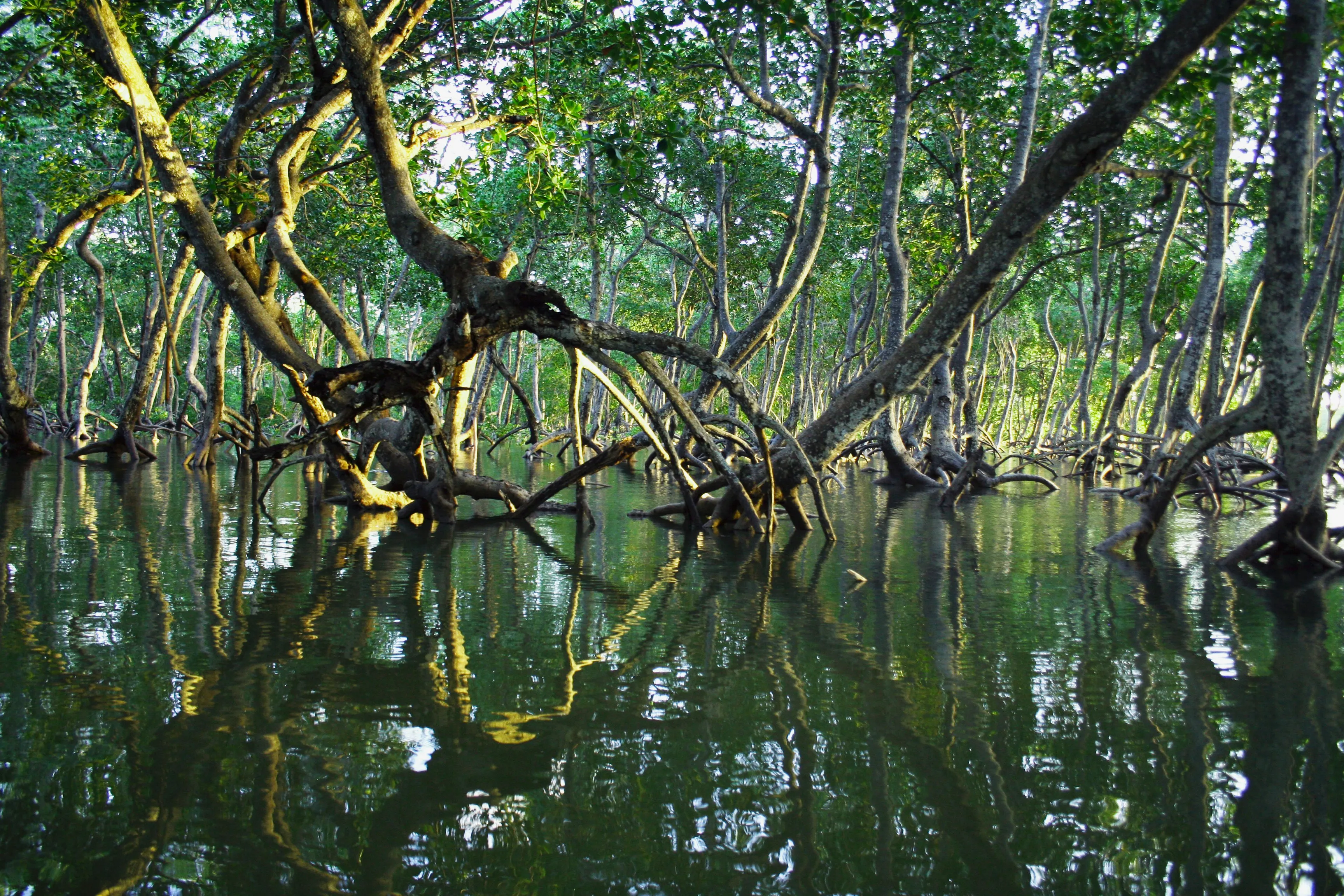 mangrove forests image