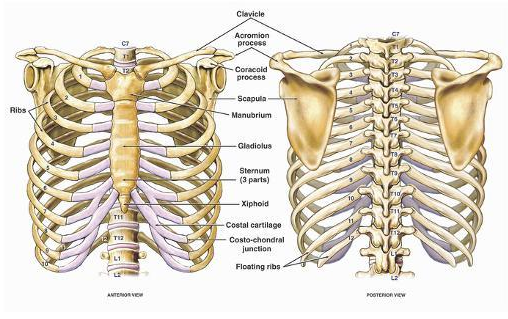 Anatomi Tulang Rangka Dada Manusia Rangka dari dada atau torax tersusun atas tulang dan tulang rawan. Torax berupa sebuah rongga berbentuk kerucut, di bawah lebih lebar dari pada di atas dan dibelakang lebih panjang daripada di depan. Di sebelah belakang torax dibentuk oleh kedua belas vertebra torakalis, di depan oleh sternum dan di samping oleh kedua belas pasang iga, yang melingkari badan mulai dari belakang dari tulang belakang sampai ke sternum di depan.  Sternum atau tulang dada adalah sebuah tulang pipih yang terdiri atas tiga bagian. Manubrium sterni adalah sepotong tulang berbentuk segitiga terletak di atas badan sternum. Pada sisi atas dan sampingnya menubrium sterni membuat sendi dengan klavikula dengan perantaraan takik klavikuler. Antara dua sendi ini ada takik suprasternal atau takik jugular.  Sepasang iga yang pertama bersendi pada sisi manubrium dan pasangan ke dua pada sambungan manubrium dengan badan sternum. Sambungan anatara manubrium sterni dan gladiolus atau badan sternum berupa sebuah simfisis. Sebuah bantalan tulang rawan memisahkan permukaan persambungan itu. Persambungan ini disebut sudut ludwig atau sudut louis. Kedudukannya sesuai dengan ketinggian iga ke dua.  Badan sternum panjang dan sempit serta bertakik pada kedua sisinya di tempat persambungan dengan tulang rawan iga-iga ke tiga, ke empat, ke lima, ke enam, ke tujuh.  Prosesus ensiformis atau tulang xifoid adalah bagian yang paling rendah dari sternum. Pada usia muda berupa tulang rawan, tetapi pada usia dewasa ia menjadi lebih tulang. Diafragma (sekat rongga badan), linea alba, dan otot rektus abdominis diikat pada tulang xifoid.  Terdapat dua belas pasang iga. Mereka bersambung pada tulang punggung di belakang, membuat sendi dengannya dengan perantaraan faset yang terdapat pada sisi badan ruas tulang punggung dan prosesus transversusnya yang sesuai dengan faset yang serupa pada setiap iga.  Adanya kelainan bawaan yang berupa iga servikal, pembuluh dan saraf tersebut dapat terkena tekanan dengan akibat gangguan aliran darah ke tangan dan timbul rasa kesemutan atau seperti jari ditusuk-tusuk jarum.  Dari lima pasang iga terbawa, yang ke delepan, ke sembilan dan ke sepuluh tidak langsung disambung pada sternum. Tetapi dengan perantaraan tulang rawan iga bersambung pada iga di atasnya.  Dua pasang iga terakhir, di sebelah depan tidak bersambung dengan apa pun juga dan disebut iga selungkang (iga melayang). Iga digolongkan ke dalam golongan tulang panjang. Memiliki dua ujung dan sebuah batang. Ujung vertebral atau posterior dari iga mempunyai kepala, leher dan tuberkel (benjolan). Ujung anterior atau ujung sternal mempunya lekukan kaitan tulang rawan iga. Batangnya tipis dan pipih, memiliki permukaan luar dan dalam. Permukaan dalam halus dan ditandai oleh sebuah celah, yaitu celah subkostal, tempat pembuluh darah interkostal dan saraf interkostal berjalan. Dengan demikian tusukan jarum ke dalam dada melalui tepi iga akan menghindarkan struktur-struktur ini dari luka.  Iga-iga berjalan ke bawah dari belakang ke depan. Ujung posterior iga lebih kuat mengait, sedang ujung anterior agak dapat bergerak. Karena sifat elastis dari tulang rawan kostal itu maka gerakan iga pada pernafasan sangat bebas.  Tulang rawan iga adalah deretan tulang rawan hialin yang menyambungkan iga pada sternum dan karena sifat elastisnya memberi kelonggaran gerak. Tulang rawan yang bersambung pada dua iga terakhis adalah lancip.  Ruang interkostal (ruang antar iga) antara setiap dua iga berbeda-beda, dan terisi oleh otot interkostal. Otot ini melebar di antara iga-iga, dan dengan demikian menutup ruang-ruangnya dan turut membentuk rongga torak.  Kelompok otot yang utama ialah otot interkostal externa yang muncul dari tepi bawah iga yang di atas dan berjalan ke tepi atas iga di bawahnya, sedangkan serabutnya berjalan oblik (miring) ke bawah dan ke belakang.    Nah itu dia bahasan dari anatomi tulang rangka dada manusia, melalui bahasan di atas bisa diketahui mengenai anatomi dari tulang-tulang pada rangka dada manusia. Mungkin hanya itu yang bisa disampaikan di dalam artikel ini, mohon maaf bila terjadi kesalahan di dalam penulisan, dan terimakasih telah membaca artikel ini."God Bless and Protect Us"