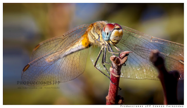 Fotografía macro, todo un mundo por descubrir