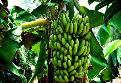 khasiat buah pisang untuk kesehatan dan kecantikan
