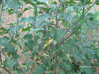 Solanum+nigrum Plant+close Τα άγρια φαγώσιμα χόρτα της Ελλάδας!