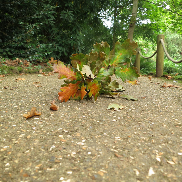 Oak twig with autumn leaves fallen on path beside wood and rope rail.