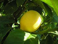 lemon