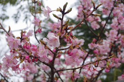 浅草　桜