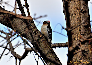 Avian Photography