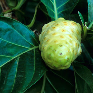 NONI: INDIAN MULBERRY