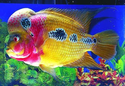 Fauzi Jenis Jenis Ikan Hias Cantik Di Dunia