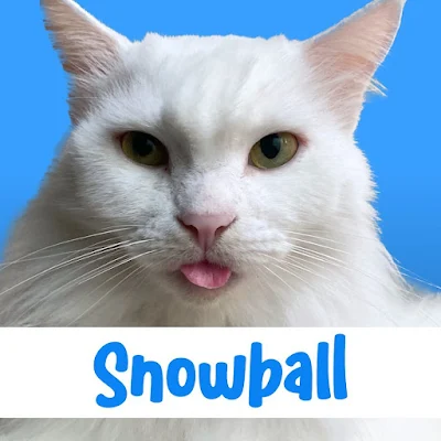 Pawswedan: Snowball