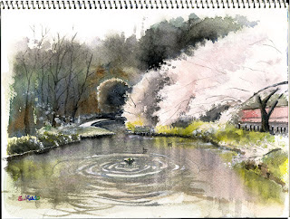 桜のスケッチ　千葉市の花島公園で。池に枝を伸ばす桜。水彩。