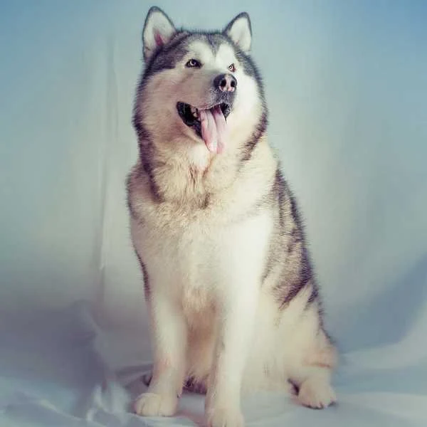 Alaskan Malamute