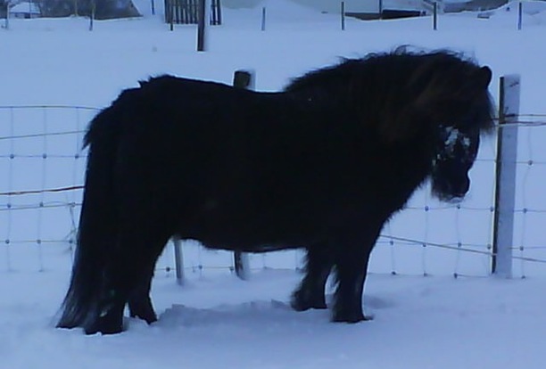 Rosalita_snø