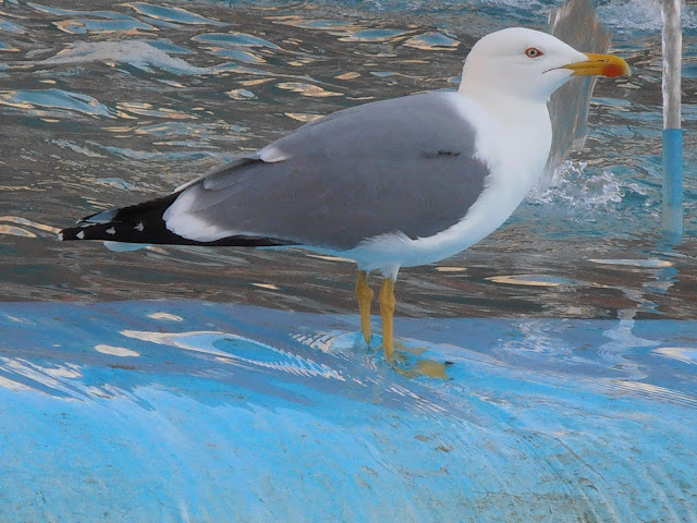 GAVIOTA PATIAMARILLA: Larus michaellis