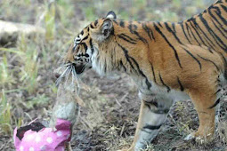 Rare Tiger Kills Prospective Mate in London at First Meeting