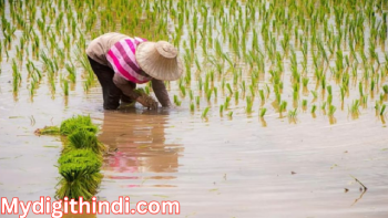 धान की खेती | Paddy farming