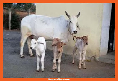 Gau Mata Pics