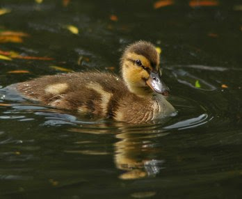 Cute Baby White Ducks Image Stills