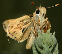 Sandhill Skipper