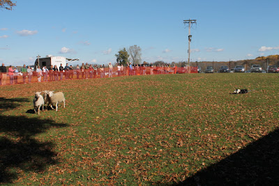 Sheep with dog