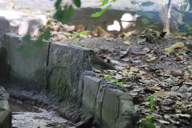 Song Thrush at the National Gardens, Athens
