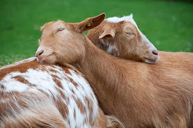 Funny animals of the week - 14 February 2014 (40 pics), two goats sleeping