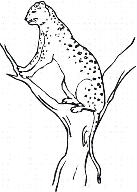 Cheetah realistic coloring pages