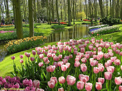 Tulips Garden