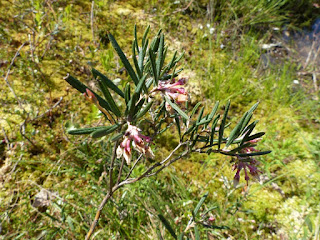 Andromède à feuilles glauques - Andromeda glaucophylla