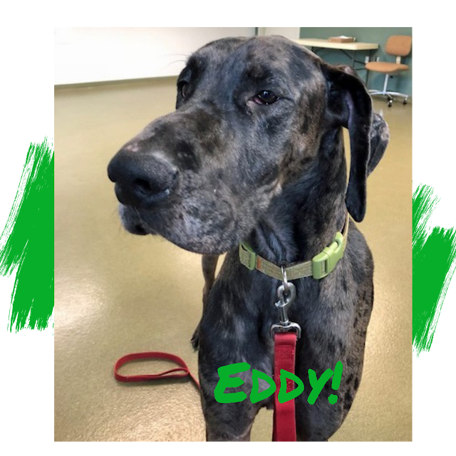 Merle Great Dane Adoption