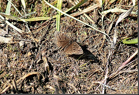 OMC_Butterfly