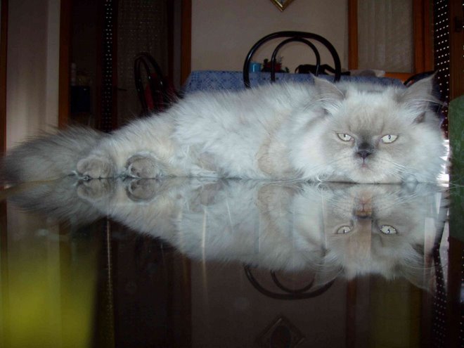 Il Gatto Fotogenico