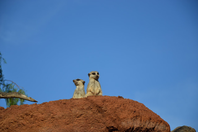 Fuerteventura -  Oasis Park