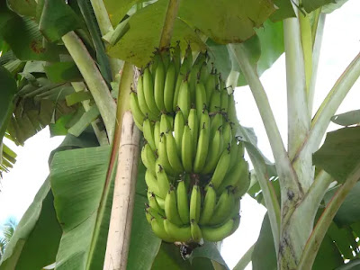 Pisang raja bulu