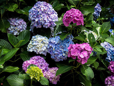 Ajisai (Hydrangea macrophylla) flowers: Kita-kamakura 