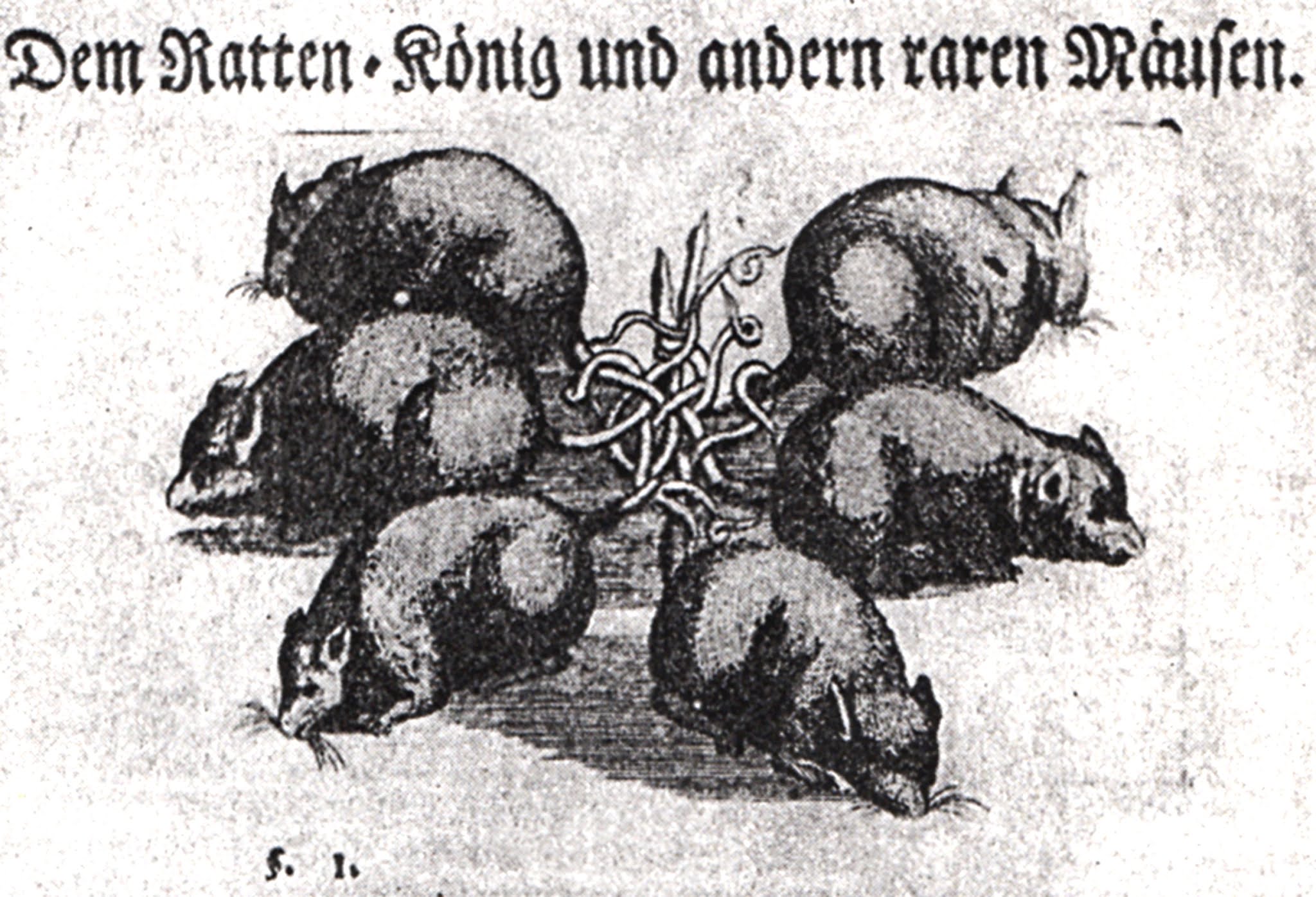 File:Strasbourg, Rat King (2).jpg - Wikimedia Commons