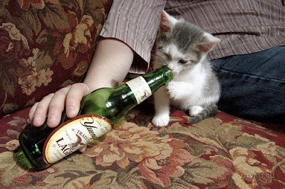 cat drink beer