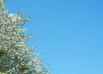 white-flowers-and-blue-sky
