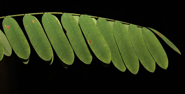 Dalbergia stipulacea