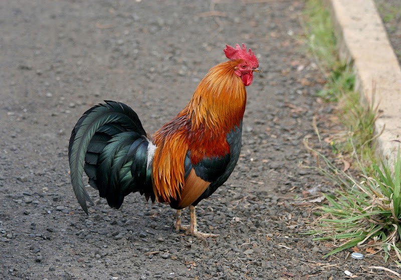 Ide Terbaru Ayam Peliharaan, Terkini!