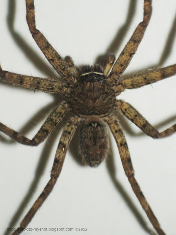 Brown Huntsman Spider (Heteropoda venatoria), Sumatra ...