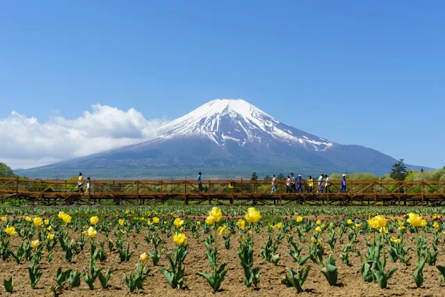 チューリップ畑と富士山～山中湖花の都公園