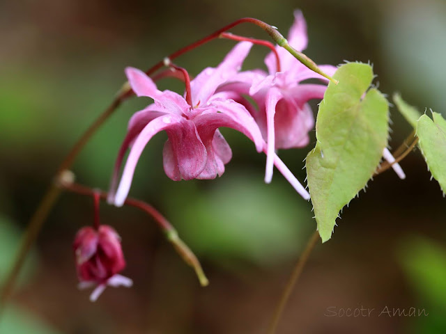 Epimedium grandiflorum