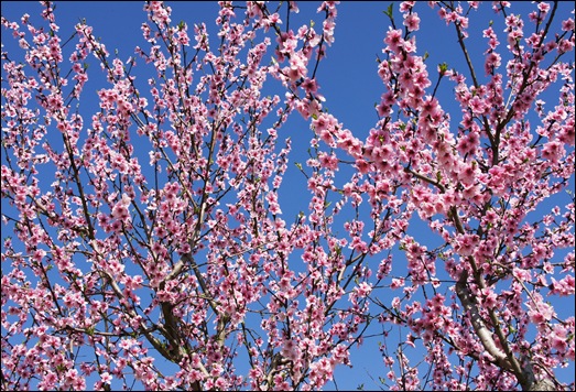 flor - pessego - Glória Ishizaka