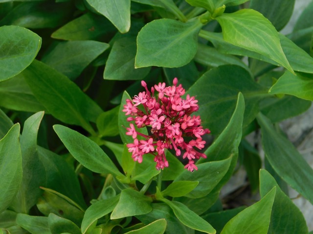 DSCN3345