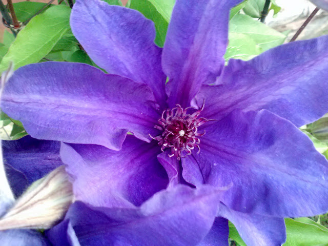 Purple Clematis flower #gardening #flowers #spring 