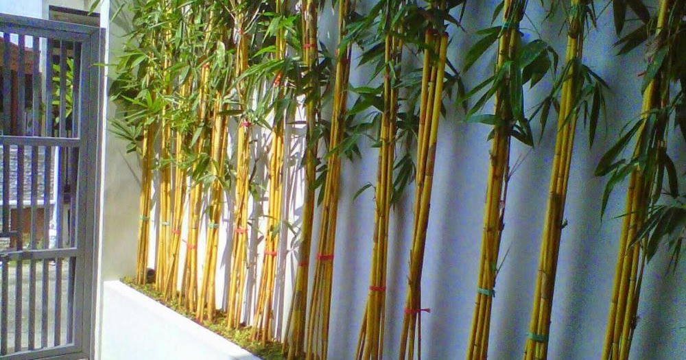Cara Budidaya Tanaman Hias Bambu  Kuning Belajar Berkebun