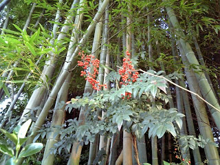 nandina in bamboo thicket